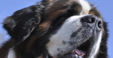 Cirurgia plástica devolve visão a São Bernardo