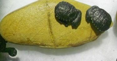 Jardim Zoológico reproduz tartarugas quase extintas no habitat natural