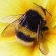 Israel: Criado corredor ecológico para abelhas salvarem campo de flores