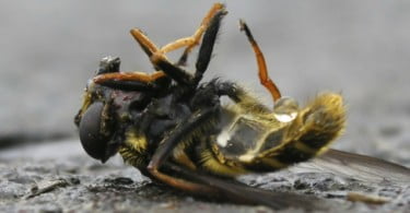 Morte de abelhas: mosca parasitária pode ser a causa