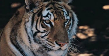 Holanda proíbe animais selvagens em circos