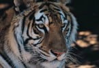 Funchal proíbe circos com animais