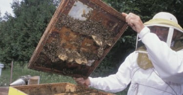 Período obrigatório para declaração de existência de apiários