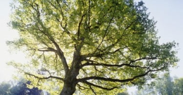 Portuguesa é finalista de prémio ambiental mundial