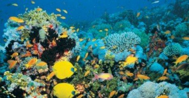 Austrália tem a maior rede mundial de parques marinhos