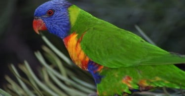 Avisan no CNEMA de 30 de novembro a 2 de dezembro