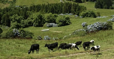Carne dos Açores pode prevenir doenças