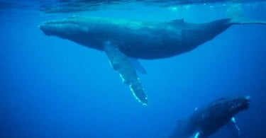 Nova Zelândia e Austrália conta caça à baleia