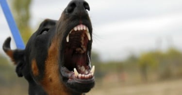 Psianimal promove discussão sobre dentada canina