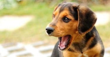 Cães reagem ao bocejar humano