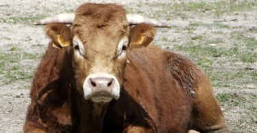 Um ano de erradicação da peste bovina