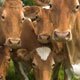 Língua azul: Portugal levanta embargo à importação de bovinos vivos