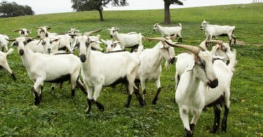Estudo revela que cabras têm sotaques diferentes