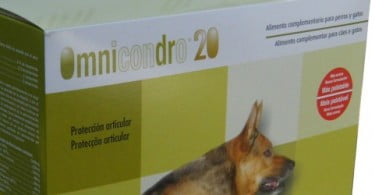 Omnicondro cuida das articulações dos vice-campeões do mundo de Agility