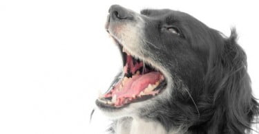 AAHA publica guidelines para cuidados dentários em cães e gatos