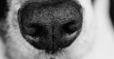 Estudo prova que cães detetam cancro do pulmão com o olfato