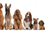 Estudo identifica fatores comuns em ataques fatais de cães