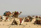 Coronavírus MERS pode ser transmitido por camelos