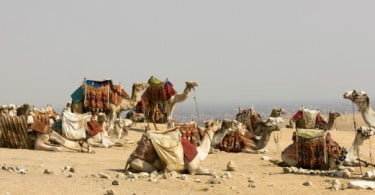 Coronavírus MERS pode ser transmitido por camelos