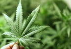Marijuana para cães? A nova tendência nos EUA
