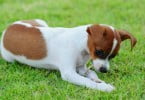 Sabe quais as perguntas sobre animais mais pesquisadas no Google?