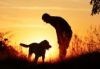 Cães conseguem fazer julgamentos sociais e emocionais?