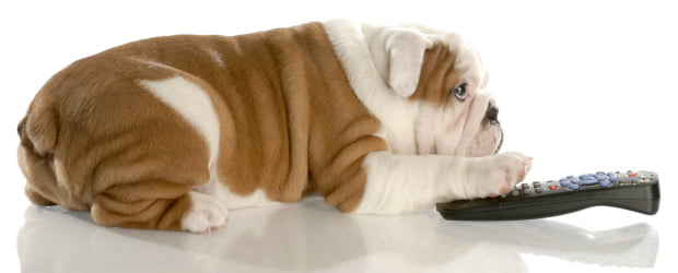 EUA lançam canal televisivo para cães
