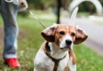 Trela pode tornar cães mais agressivos