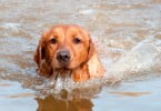 Espanha vai ter Aquapark canino