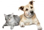 Hospital Veterinário Solidário já abriu