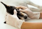 Machos com menos de 20 kg com maior risco de desenvolver doença da válvula mitral degenerativa