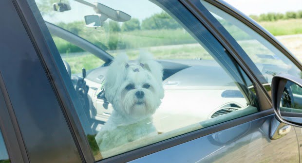 Donos continuam a considerar seguro deixar animais dentro do carro