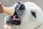 Gelados para animais fazem sucesso no Brasil