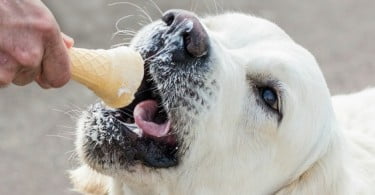 Gelados para animais fazem sucesso no Brasil