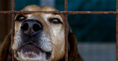 Parlamento aprova criminalização de maus tratos a animais de companhia