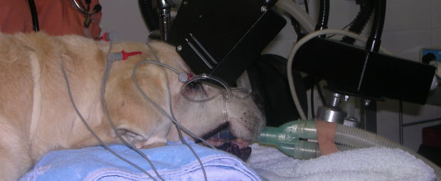 Petição para pré-hospitais públicos veterinários