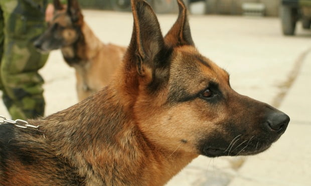 Zoetis vai apoiar cães militares reformados