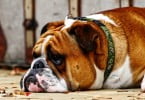 Obesidade abdominal associada a doença cardíaca em cães