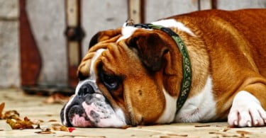 Obesidade abdominal associada a doença cardíaca em cães