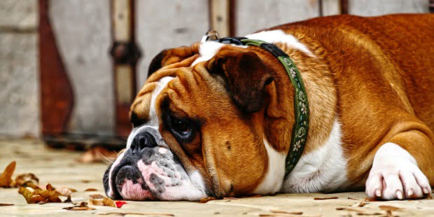 Obesidade abdominal associada a doença cardíaca em cães