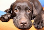 A ciência do amor entre cães e donos está no olhar