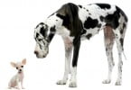 Cães de raças pequenas têm maior esperança de vida