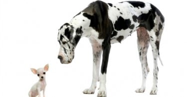 Cães de raças pequenas têm maior esperança de vida