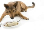 Catering canino nas ruas americanas