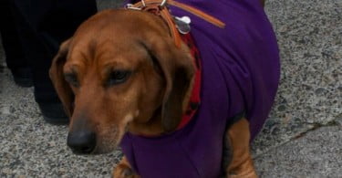 Cão perde 18kg e precisa de cirurgia para remover excesso de pele