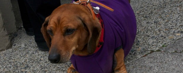 Cão perde 18kg e precisa de cirurgia para remover excesso de pele