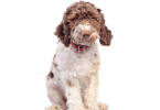 Nova doença neuro degenerativa identificada em cães