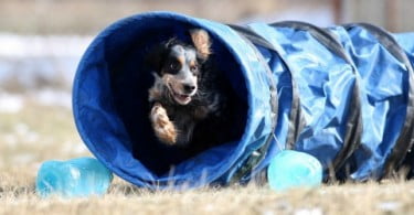 Chatuska Dog School organiza aulas de Obediência
