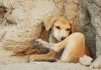 Ação popular para travar cães vadios