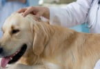 Veterinários querem redução do IVA nos cuidados aos animais